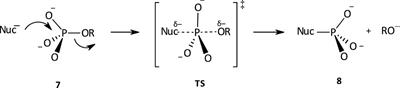 Solvent and solvation effects on reactivities and mechanisms of phospho group transfers from phosphate and phosphinate esters to nucleophiles